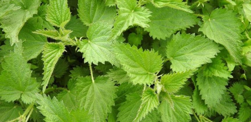 Ajuda al teu&nbsp;fetge!