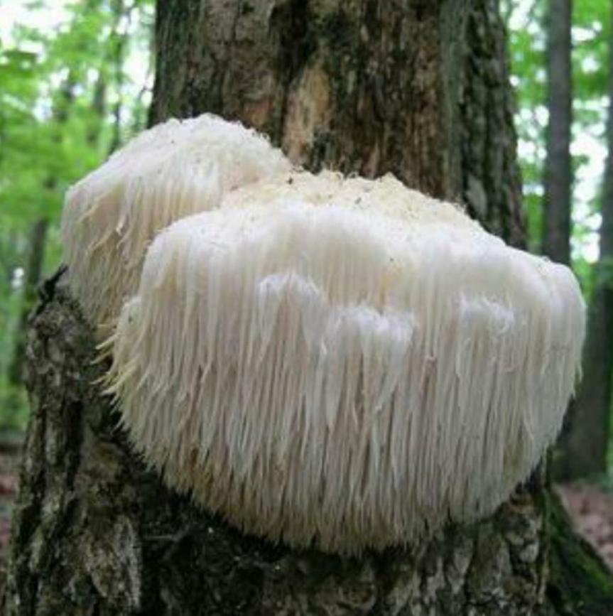 SuperAliment & SuperSuplement